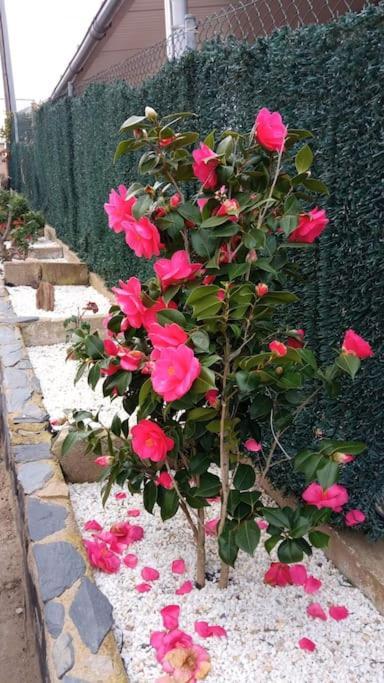 Massanet De La Selva Villa Blanca 10 Minutos De La Playa Costa Brava מראה חיצוני תמונה